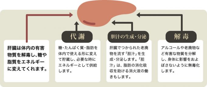 肝臓は体内の有害物質を解毒し、糖や脂質をエネルギーに変えてくれます。【代謝】糖・たんぱく質・脂肪を体内で使える形に変えて貯蔵し、必要な時にエネルギーとして供給します。【胆汁の生成・分泌】肝臓でつくられた老廃物を流す「胆汁」を生成・分泌します。「胆汁」は、脂肪の消化吸収を助ける消化液の働きもします。【解毒】アルコールや老廃物など有害な物質を分解し、身体に影響を及ぼさないように無毒化します。