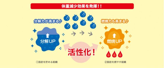 体重減少効果を発揮! ①脂肪を貯める組織 分解力が高まる♪ 分解UP 活性化! ②脂肪を燃やす組織 燃焼力も高まる♪ 燃焼UP